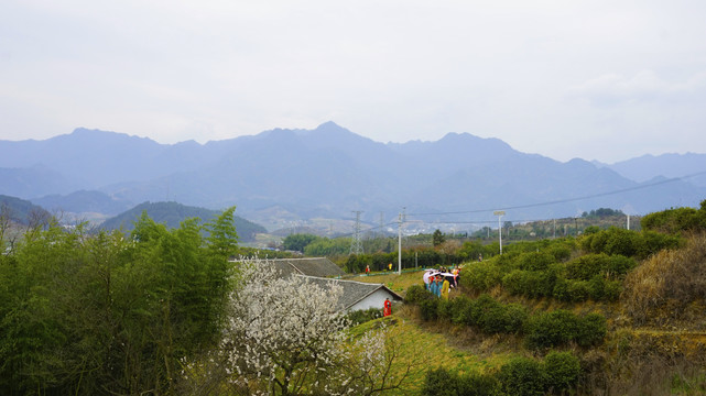 中峰樱花二