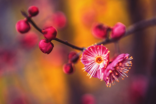 梅花素材