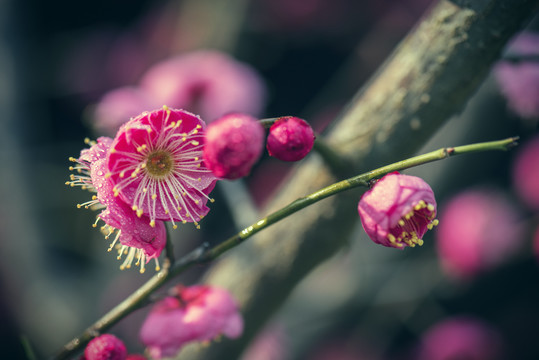 唯美梅花