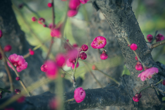 冬天的花