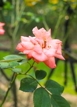 鲜艳的月季花