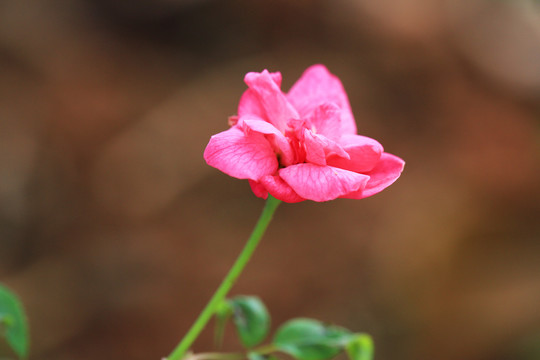 鲜艳的月季花