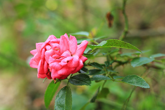 鲜艳的月季花