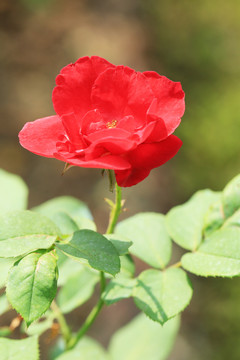 鲜艳的月季花