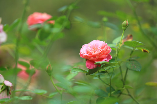 鲜艳的月季花