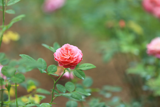 鲜艳的月季花