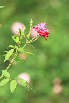 鲜艳的月季花