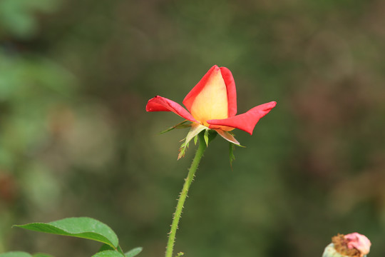 鲜艳的月季花