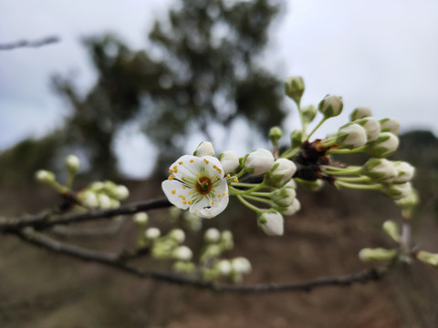 李子花