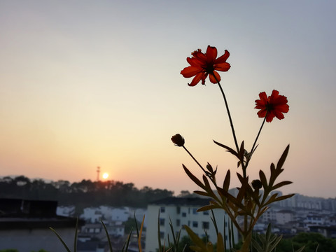 夕阳下的花朵