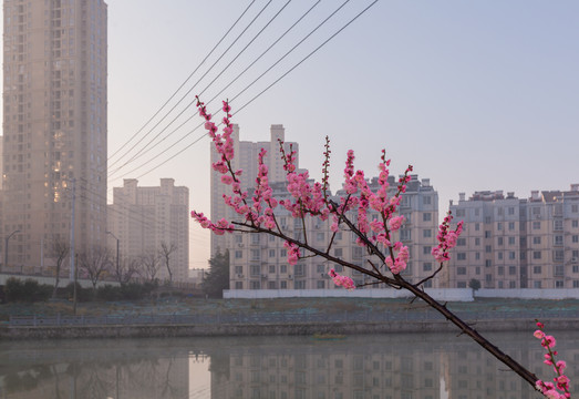 梅花开