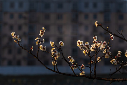 梅花开