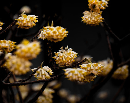 结香花