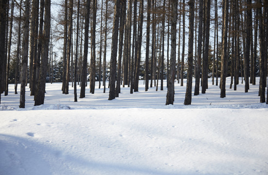 东北雪地树林