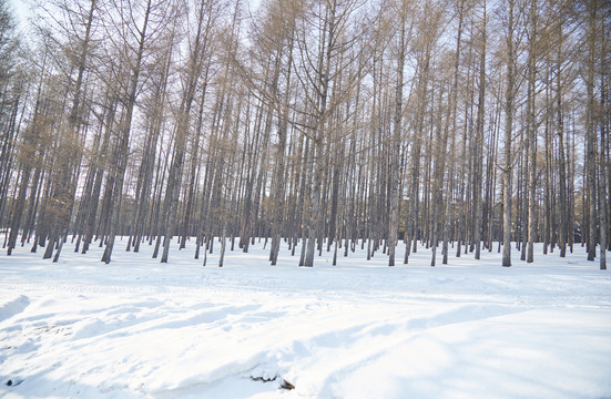 东北雪地树林