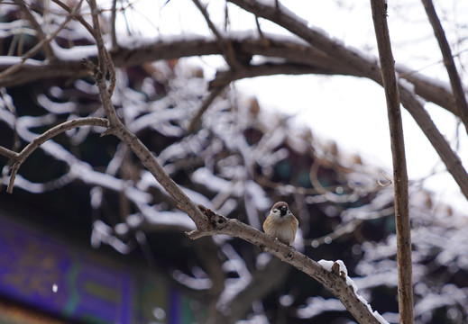 雪后故宫树上的麻雀