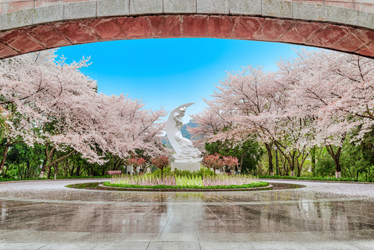 杭州少儿公园满陇桂雨樱花