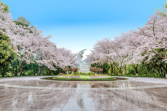 杭州少儿公园满陇桂雨春景樱花