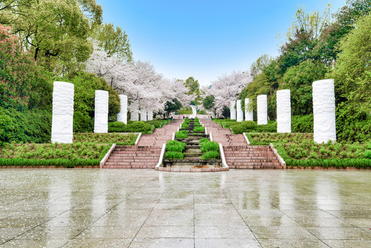 杭州少儿公园满陇桂雨樱花