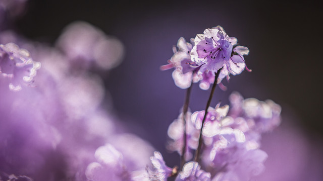 野生杜鹃花