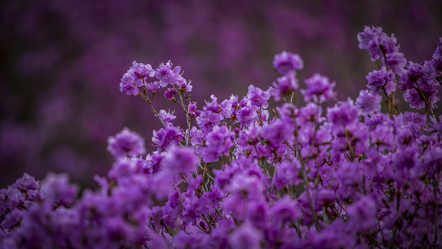 野生杜鹃花