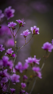 野生杜鹃花