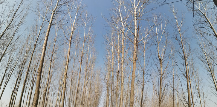 速生杨仰望树枝