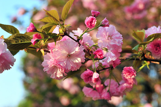 樱花树