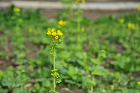 油菜开花