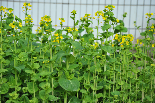 油菜开花