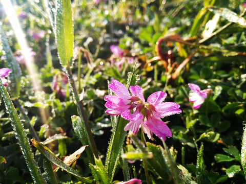 红花草