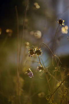 枯枝萎花