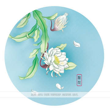 曇花圖片