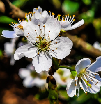 樱桃花