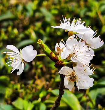 樱桃花