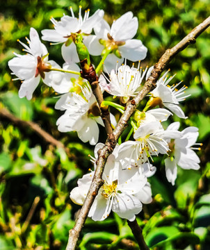 樱桃花