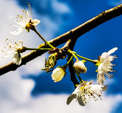 樱桃花