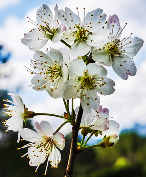 樱桃花