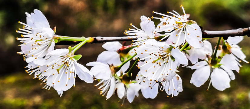 樱桃花