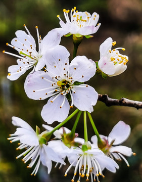 樱桃花