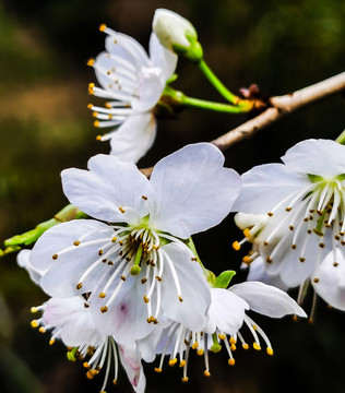 樱桃花