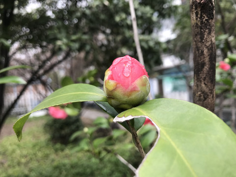 含苞待放的山茶花