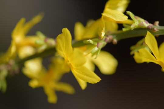 迎春花