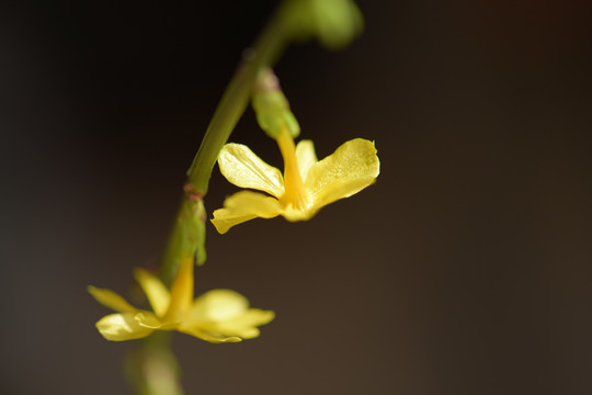 迎春花