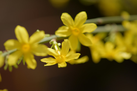 迎春花