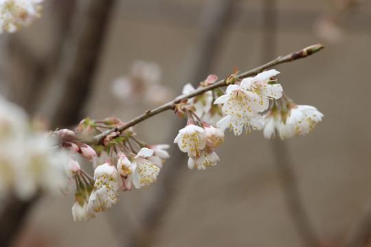 樱桃花