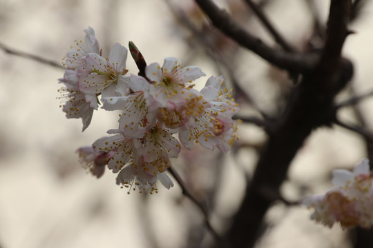 樱桃花