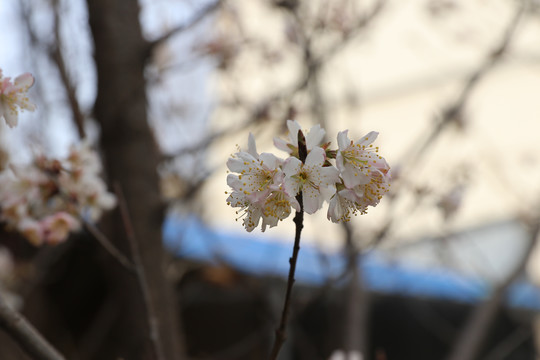 樱桃花