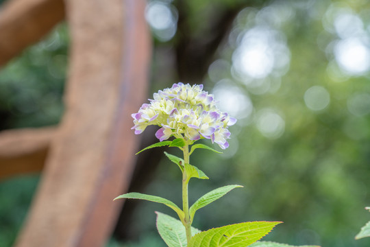 绣球花