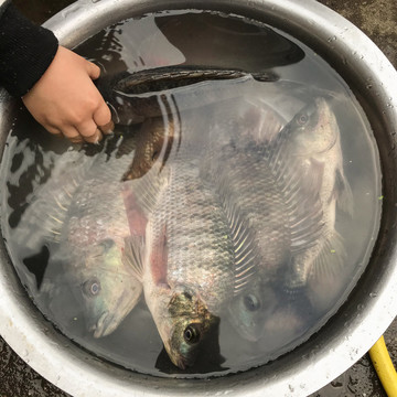 野生罗非鱼农村清塘抓鱼2